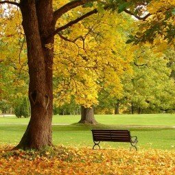 Лавка в парке - Bench in the park